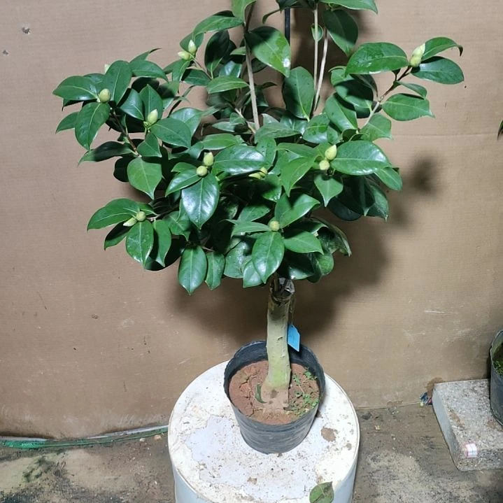 942白马索，原盆原土发货，不包邮