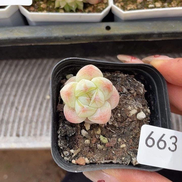 663。 冰玉。