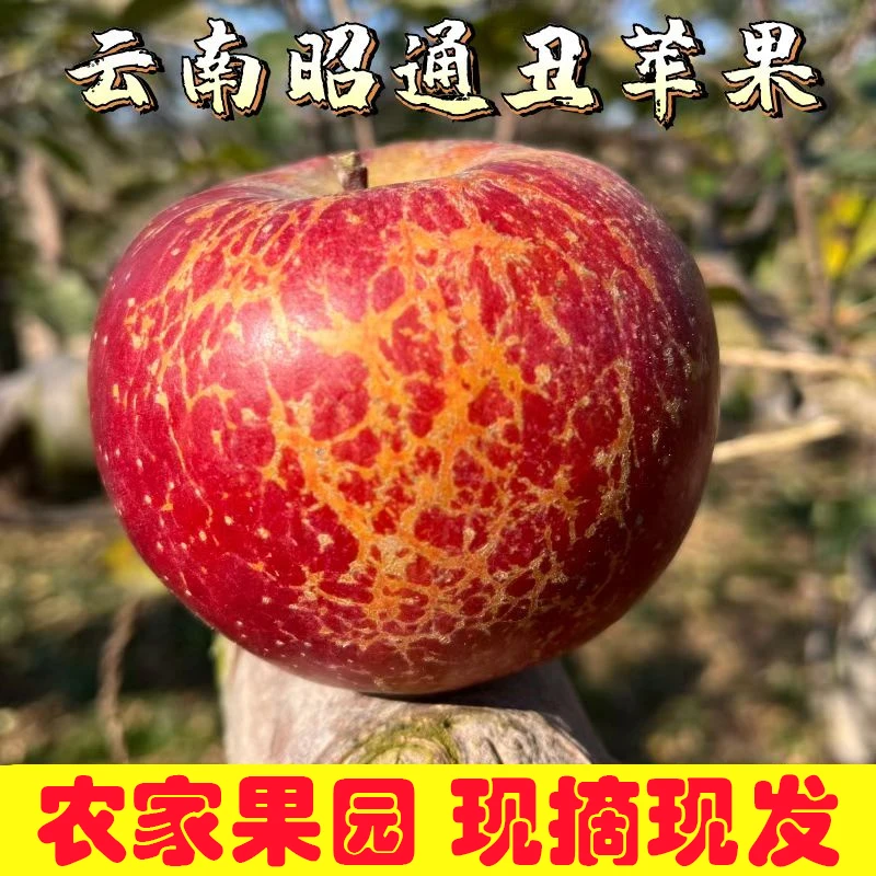 现摘现发正宗云南昭通野生丑苹果冰糖心脆甜多汁当季新鲜丑苹果