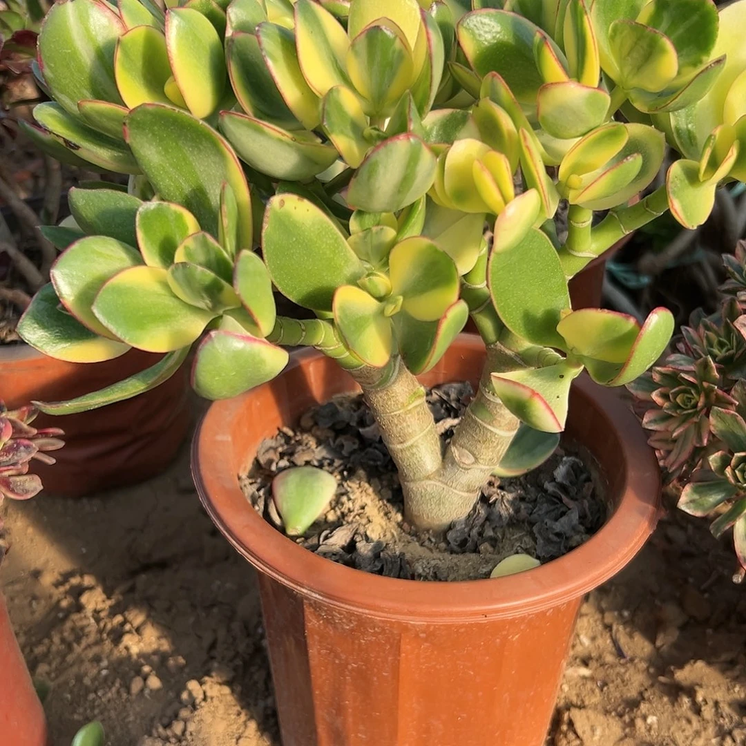 多肉植物新花月锦