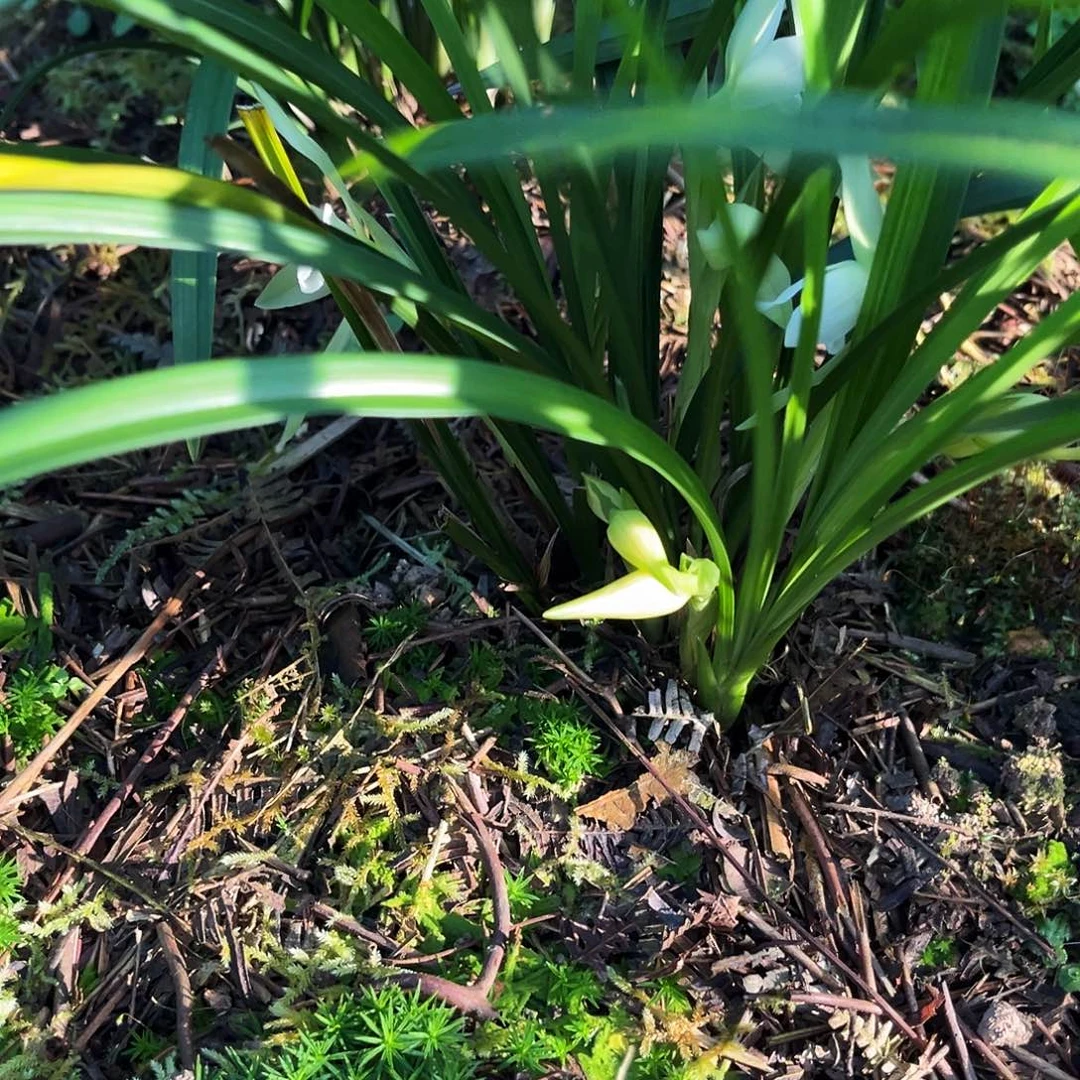 大部分花苞少量开放