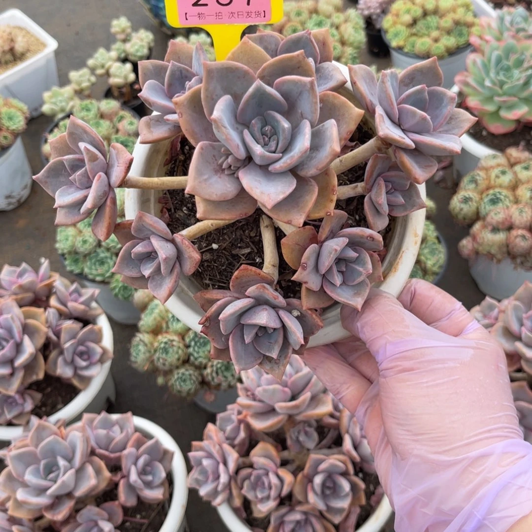 一**茶云尘多肉一物一拍257