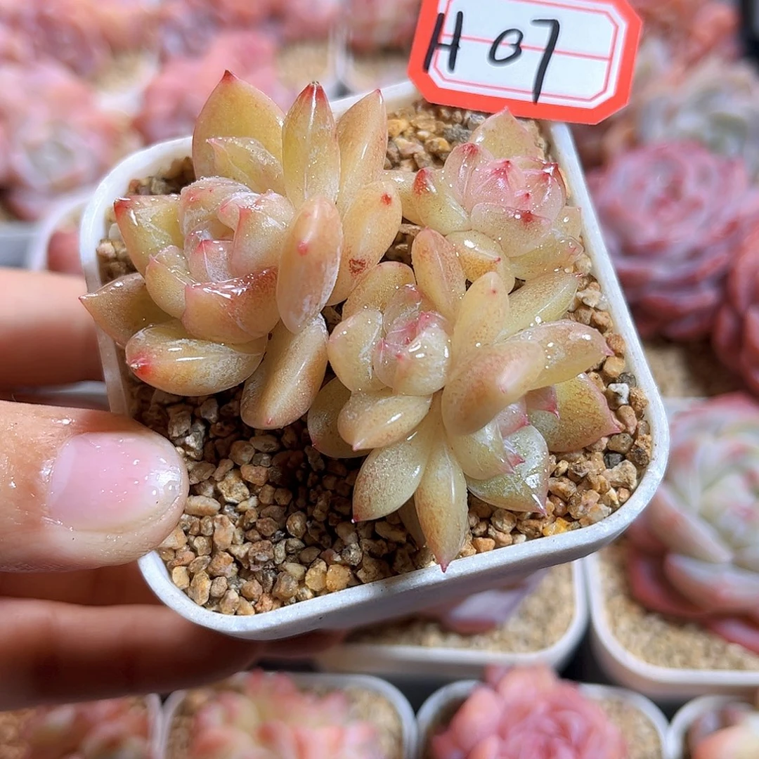 H07  翡翠眼泪珍妮满18包邮