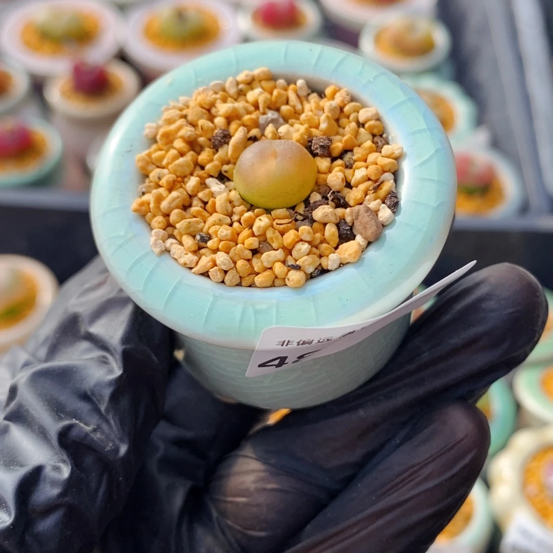 4882-一物一拍 带盆