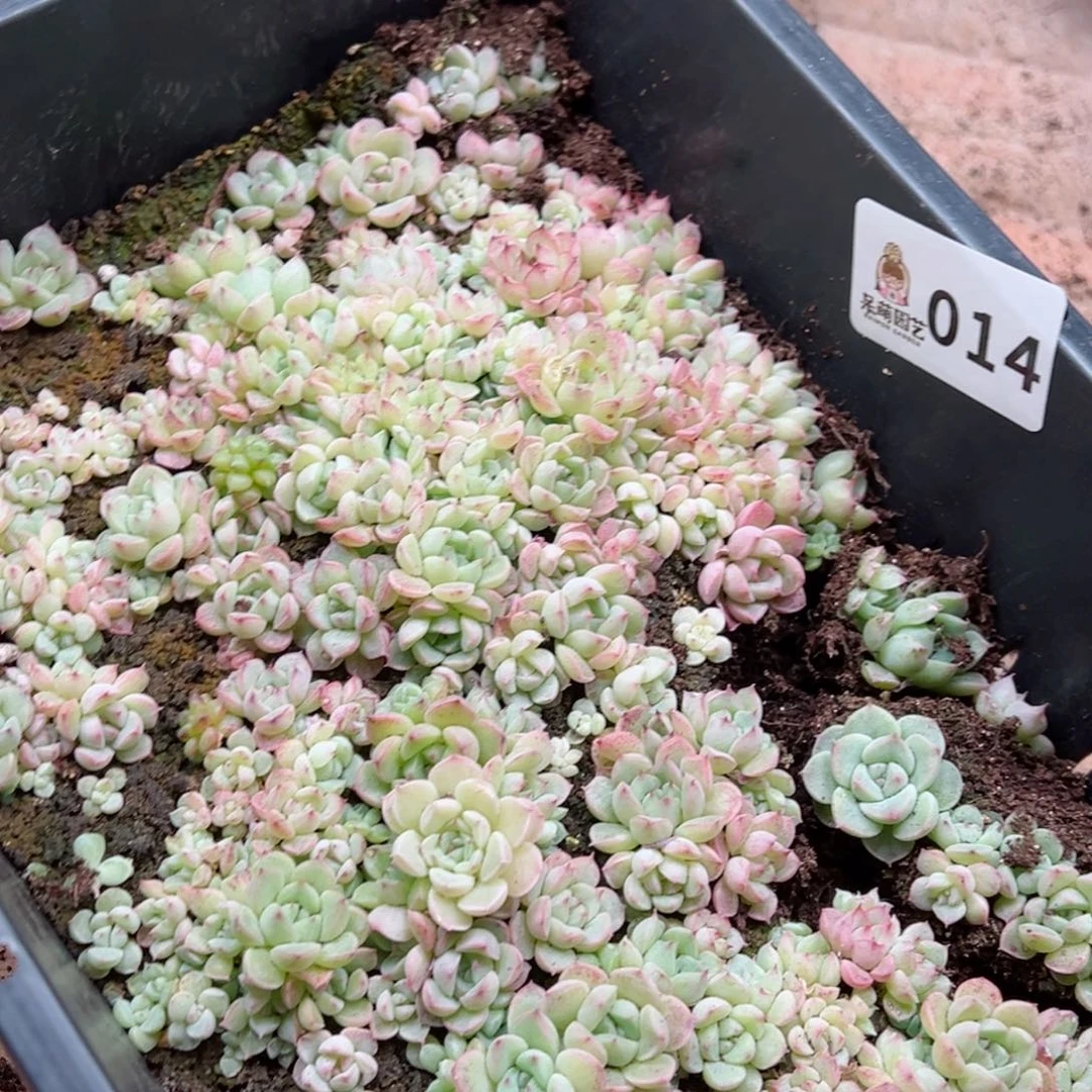 粒*多肉植物多肉植物