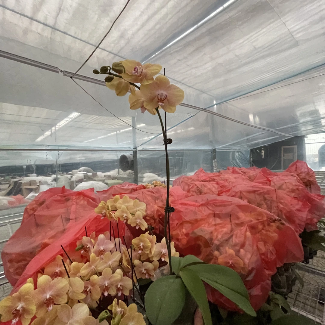 【花之漫】（哈密瓜）3.0寸杯单剑蝴蝶兰花卉室内阳台桌面盆栽