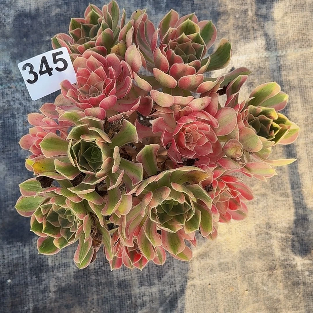 345男神丛林法师植物