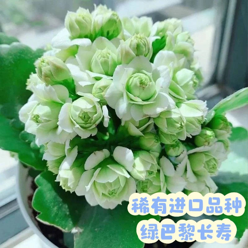 【新疆包邮】进口稀有品种绿巴黎长寿！！好养！！非常耐旱