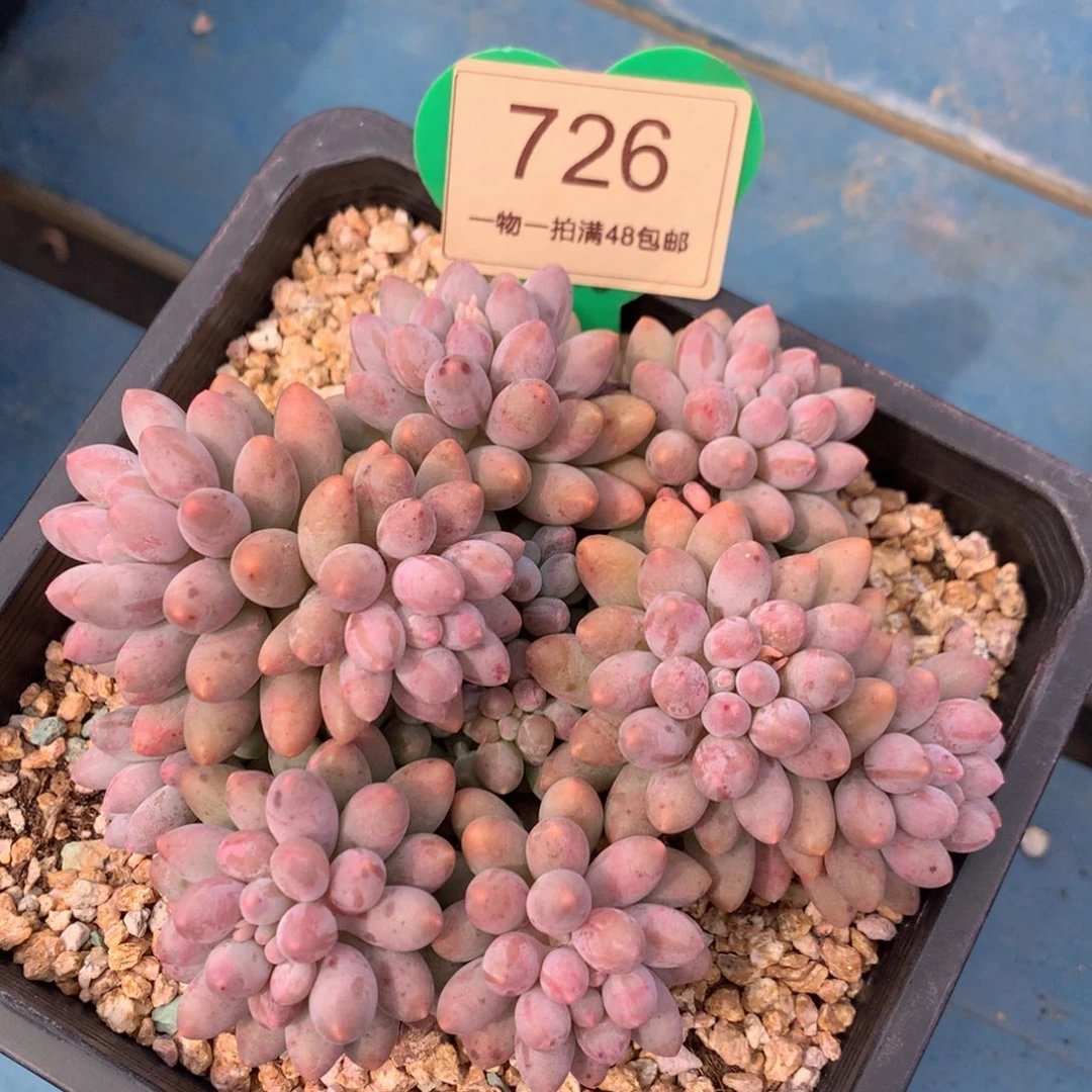婴儿手指无砍平头726