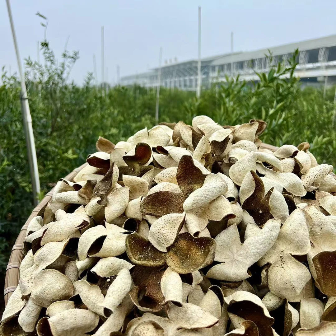 【稀缺冬青】2023年梅江塞口围原枝冬后青皮 - 正宗新会