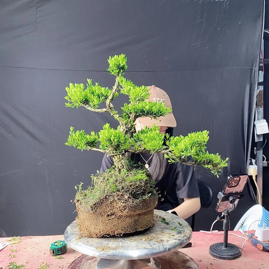 不***别无花朵广东黄杨盆景艺术