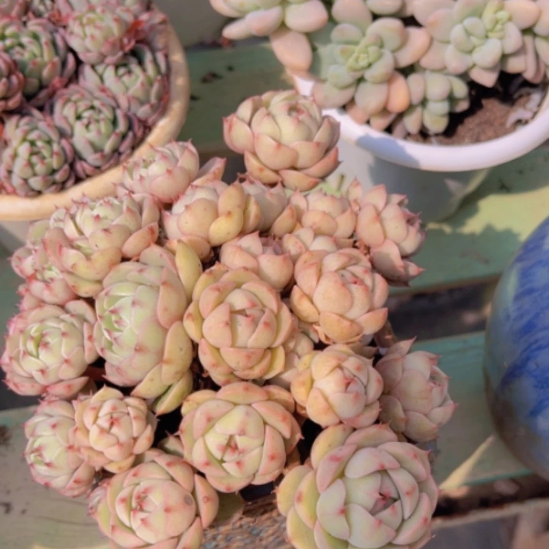 【闪购商品】笨吧1588