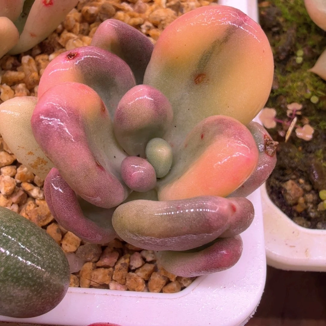 无花朵象牙奶酪锦