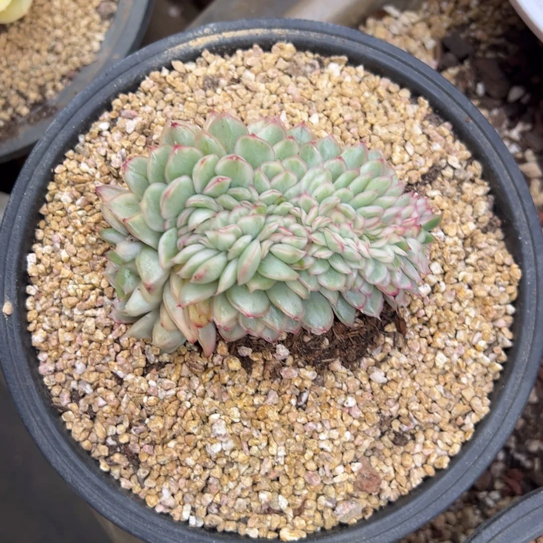 东云锦 缀化 夏鸣园艺