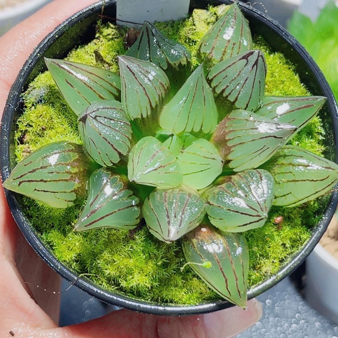 西瓜寿多肉植物6666