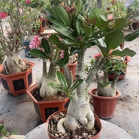 【闪购商品】无花朵开***牙绿植