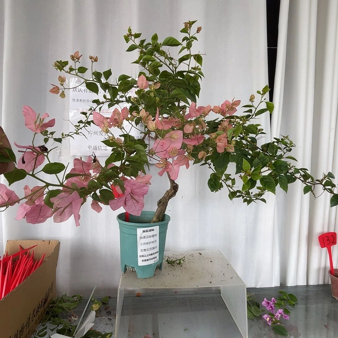 当前无花栽培后可以开花148橙粉公主桩，有旧伤破皮