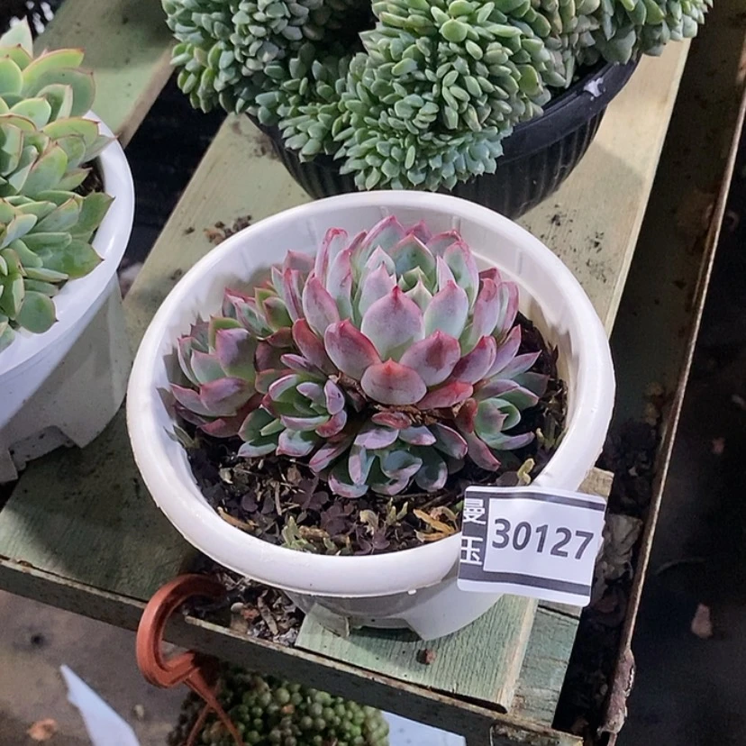 【闪购商品】゛****绿龙30127