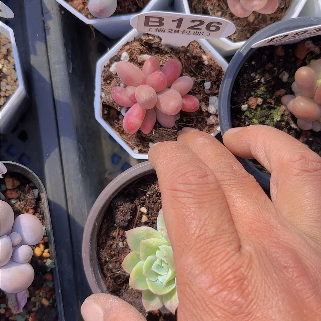 B126糖果美人一物一拍