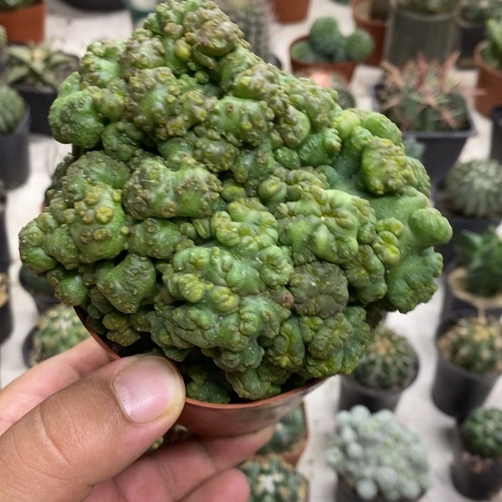 程程柱石化特价福利