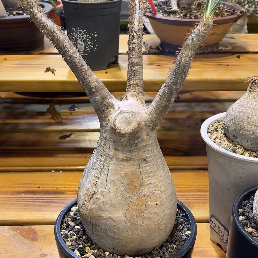 潮流植物 象牙宫