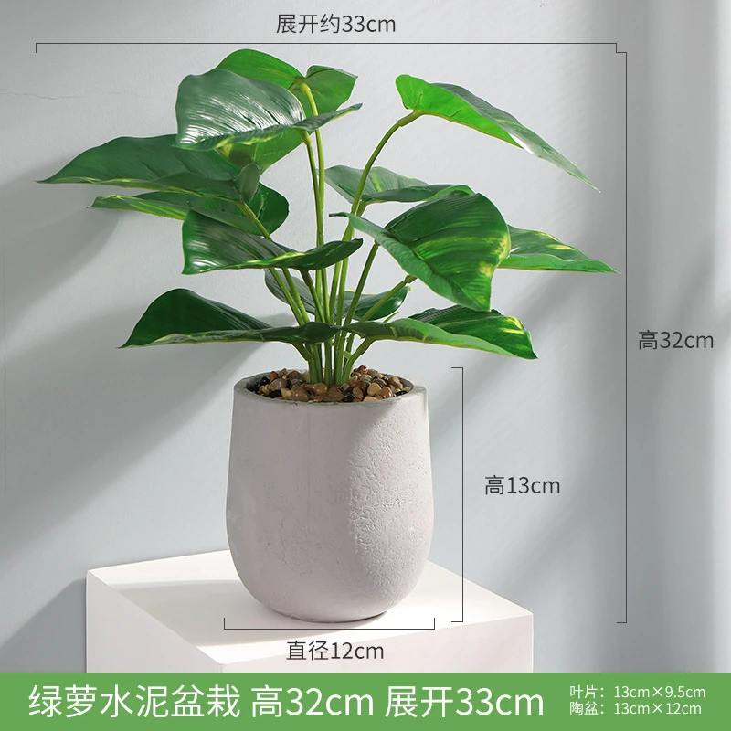 客厅室内水土培大叶好养滴水观音懒人霸王芋老桩盆栽盆景