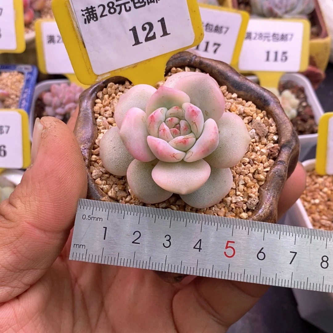 7121星影富轮锦精控