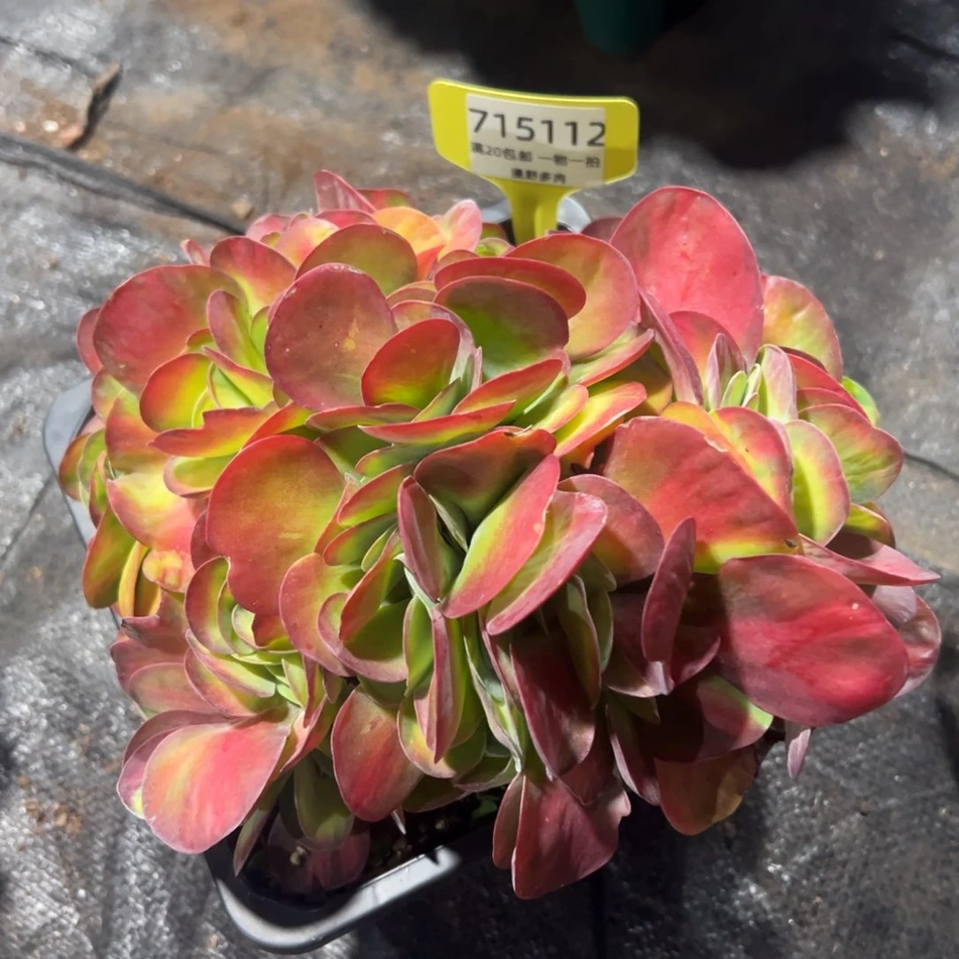 715112 唐印锦群生无砍