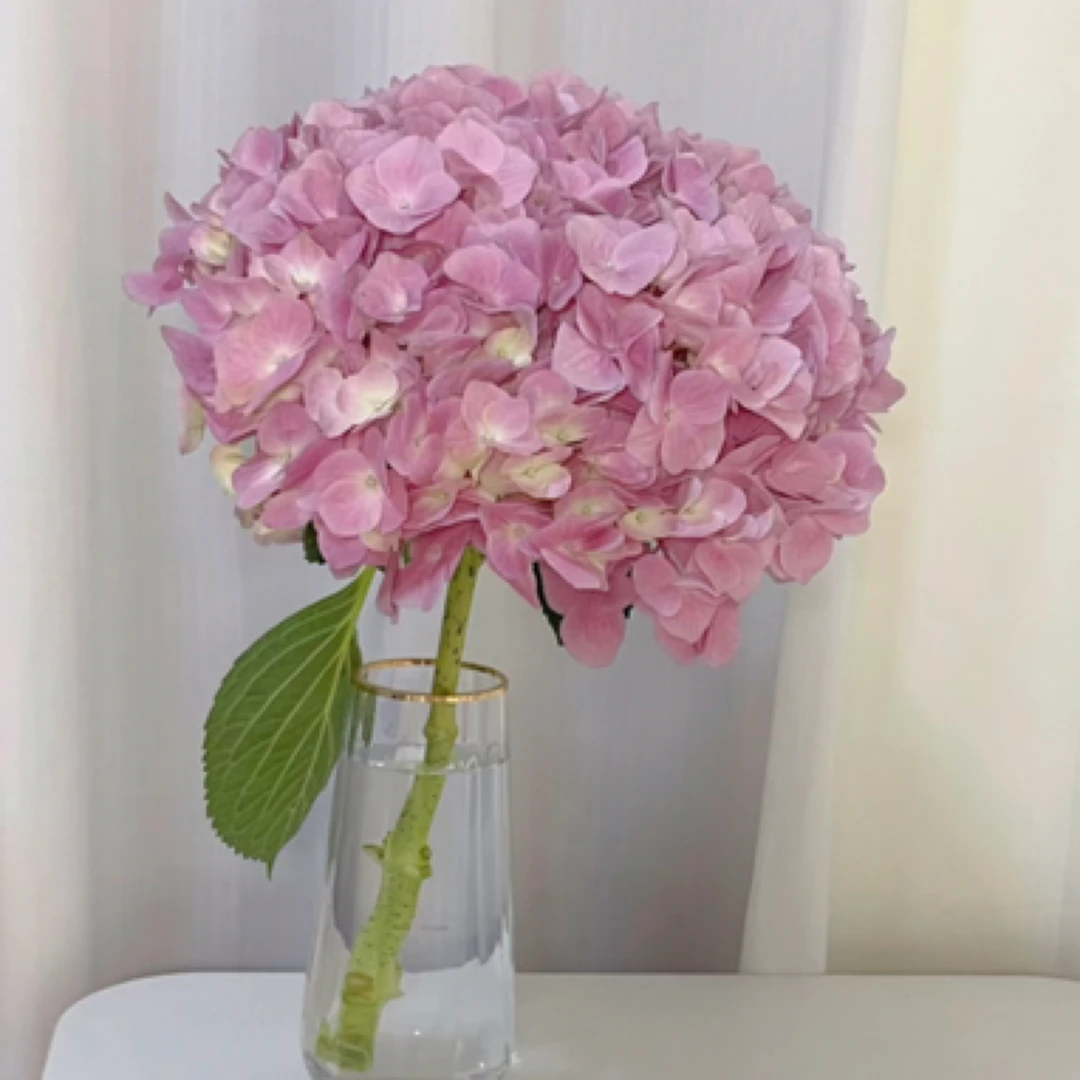 粉色绣球一支深水养