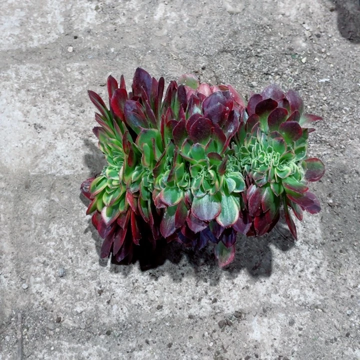 奶白锦缀化地里发货