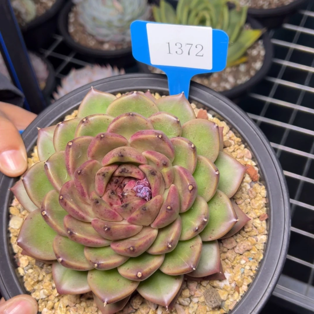 茉**妈1372肉多么多哦多哦多哦