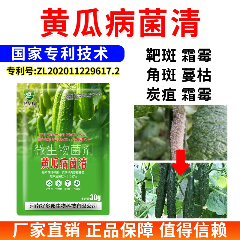 黄瓜病菌清国家专利配方黄瓜炭疽叶斑枯萎靶斑角斑灰霉微生物菌剂