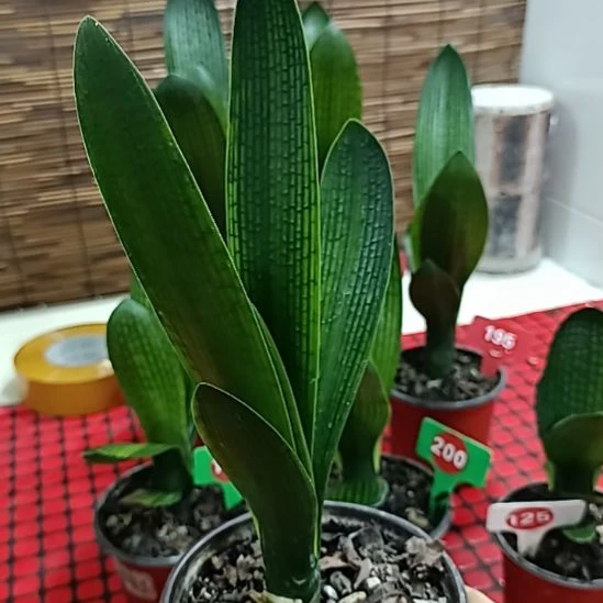 茯***苓当前无花栽培后可以开花