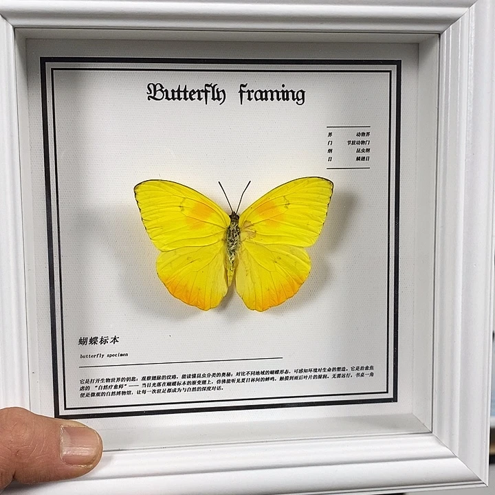 大理石磁石黄文菲粉蝶