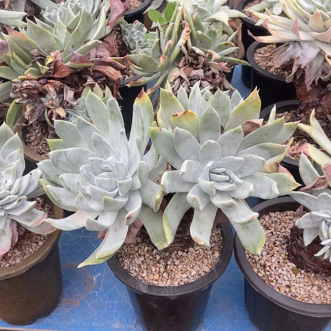 赛丽娜多肉植物啦啦啦