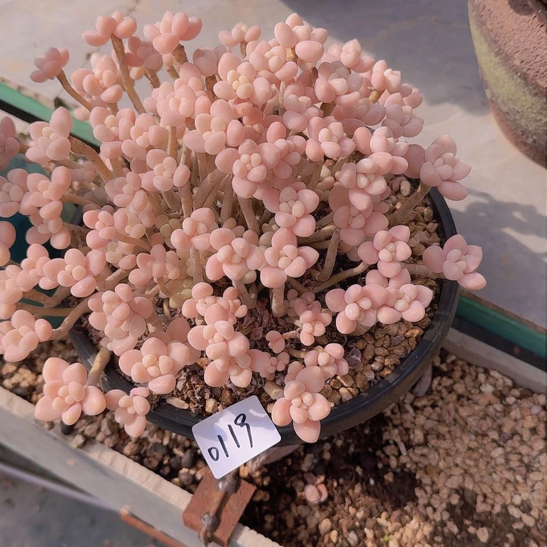 前**事0119奶酪蛋糕多肉