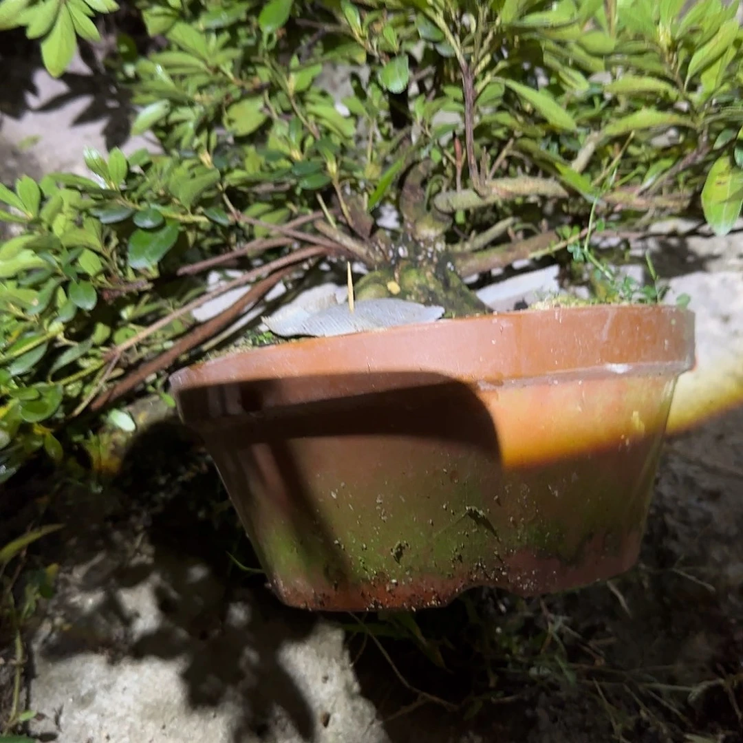 无花朵爱花有花朵