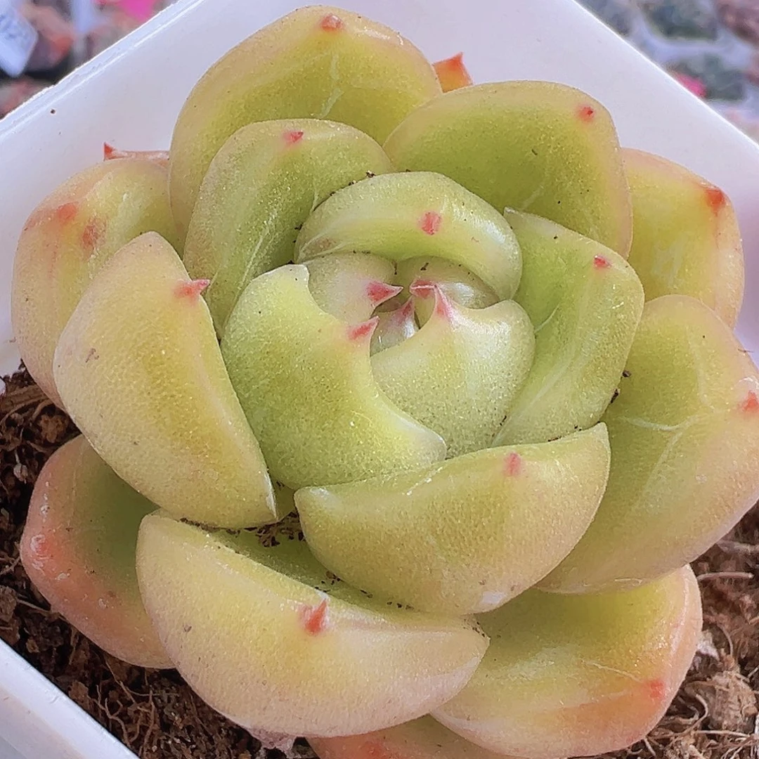 小精品碧玉珍妮19包邮