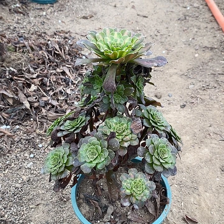 红桐中斑多肉植物019