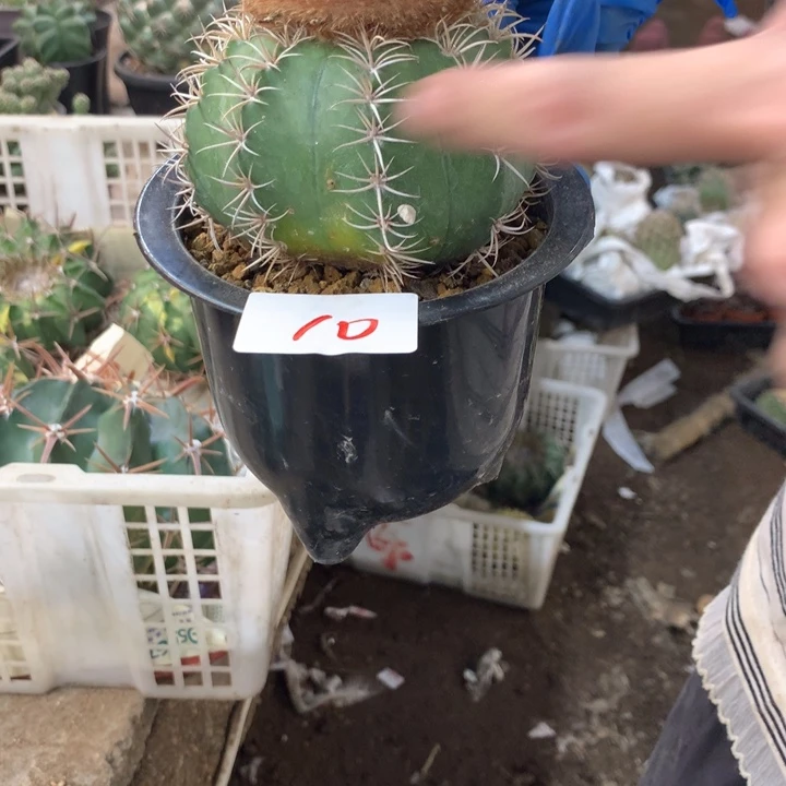 魔云没有根10号。。。。。。。。。。。