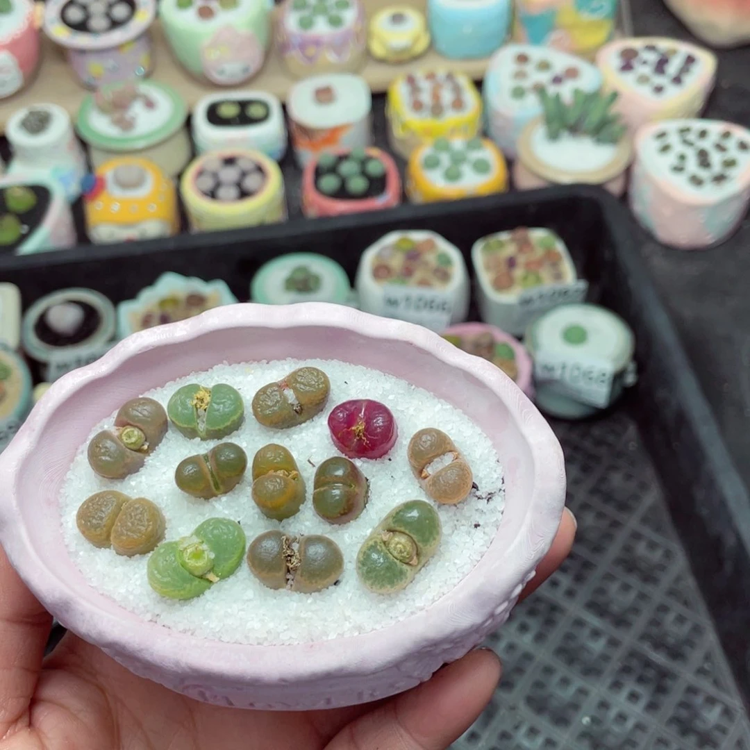 w1076 -零下地区拍保温箱-15支持寄养