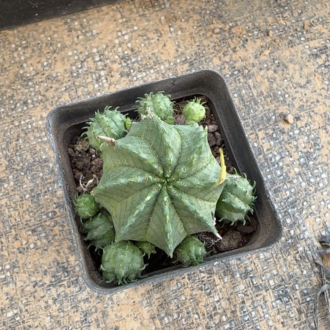 09实生贵青玉多肉