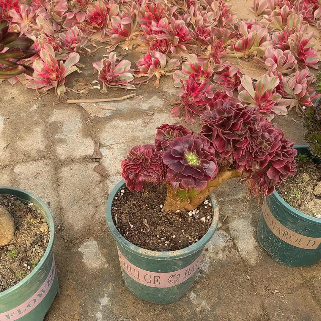 8美杜莎缀化法师多肉植物