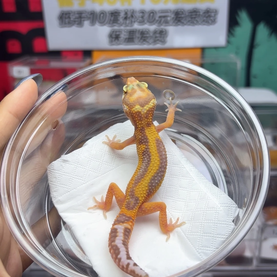 豹纹守宫 暴龙母温T28
