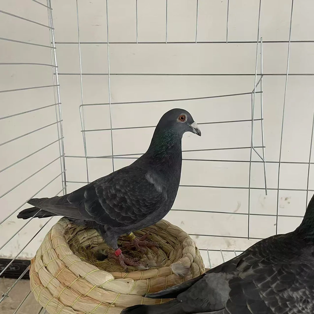 炳礼优品店信鸽赛鸽带脚环