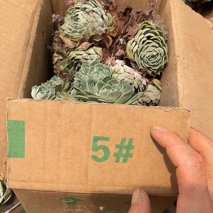 昂斯诺5号11.88多肉植物有虫