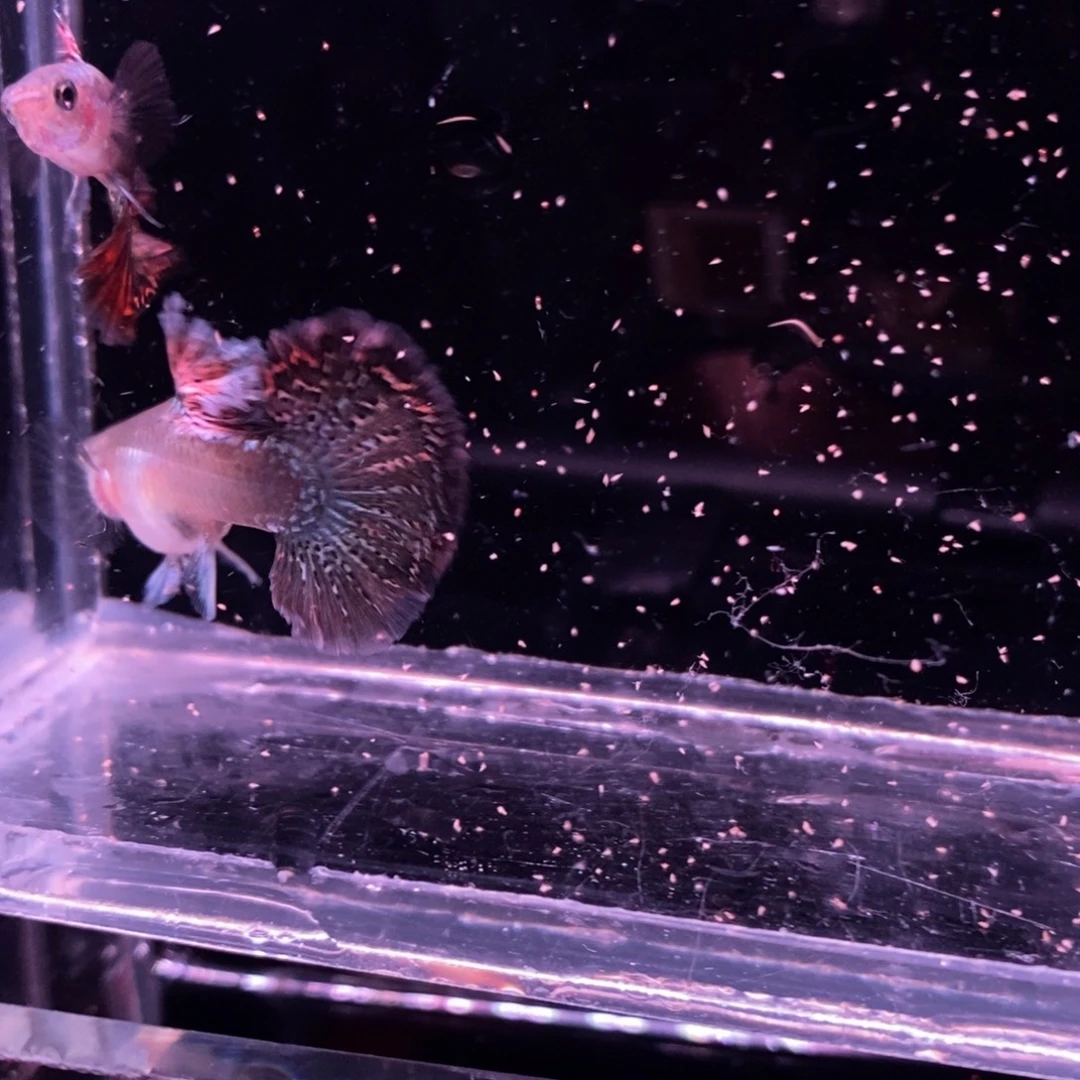 孔雀鱼菊花帆红龙一对