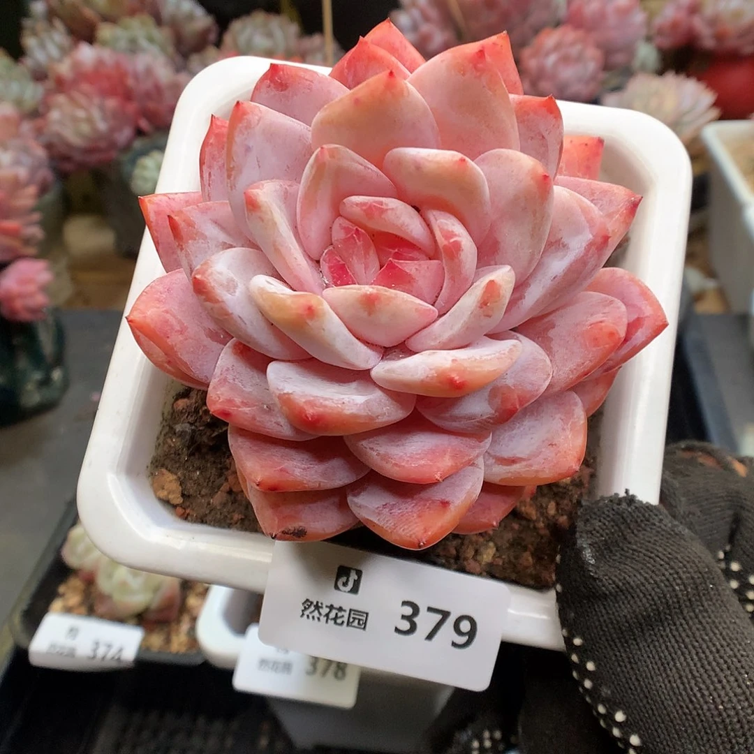 379玫瑰梦露多肉植物666