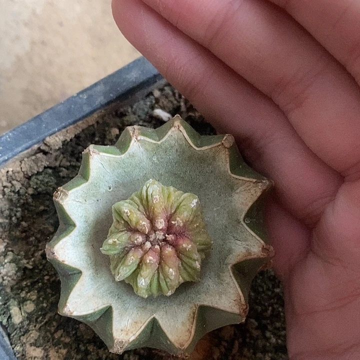草球接黄体艳肌老花笼