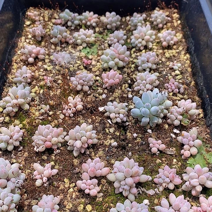 8 多肉植物盆栽花卉植物